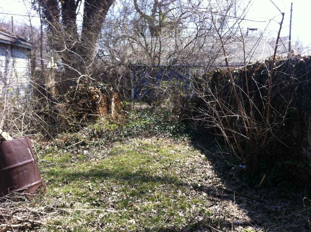 "before" removing brush