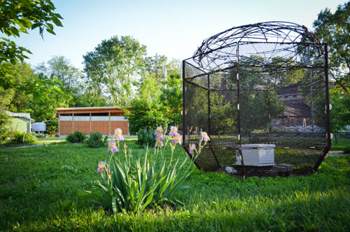 The bees are in the sculpture cage on the urban prairie