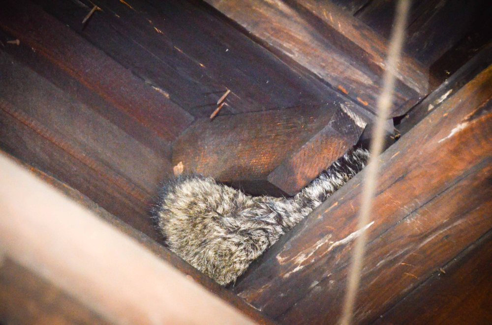 Apparently our home has already been claimed by a racoon 