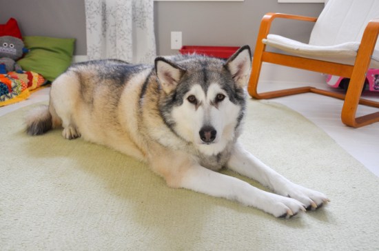 The uninsurable beast