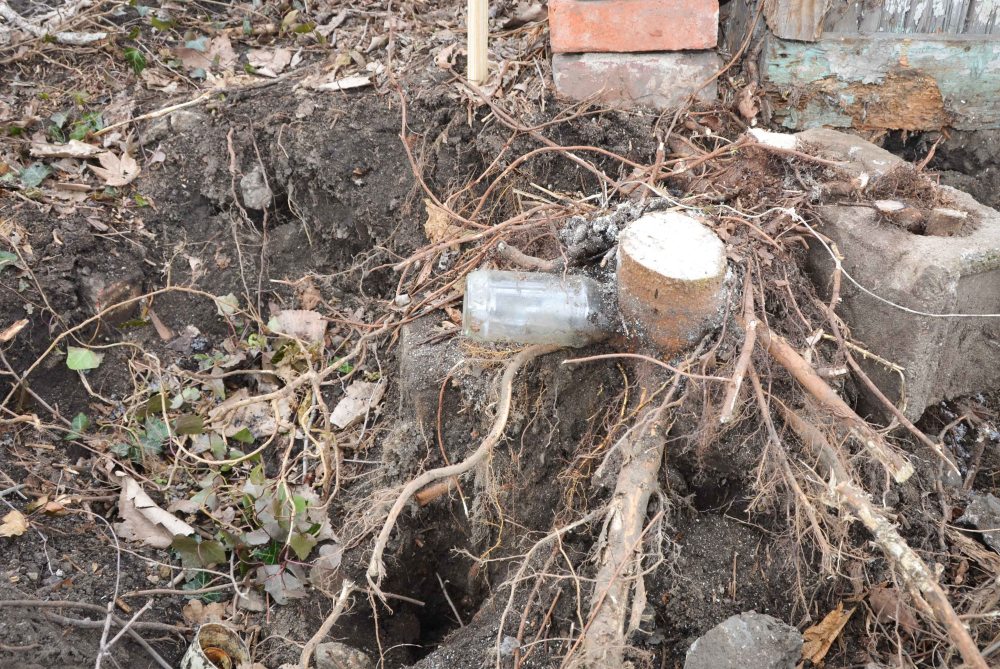 Yep, that tree ate everything in it's path - including a bottle.