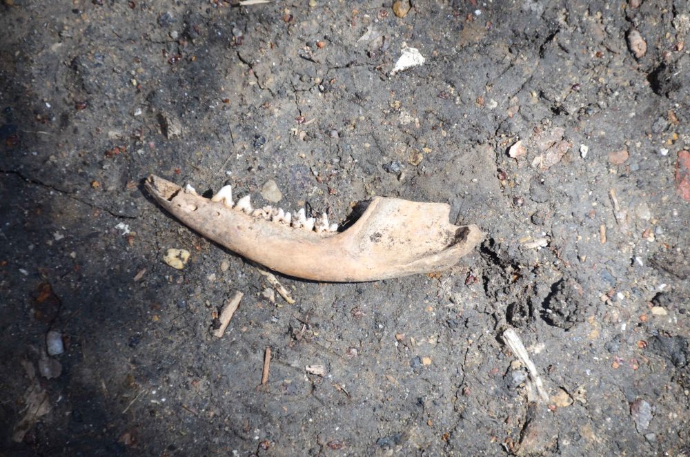 Anybody know what animal this is from?